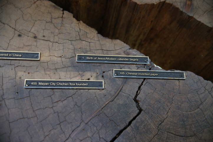 Visiting the Henry Cowell Redwoods State Park in California with Kids | www.carriereedtravels.com