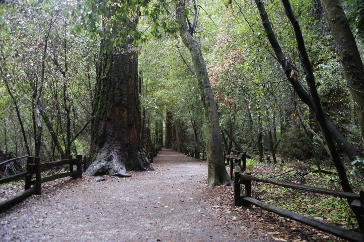Visiting the Henry Cowell Redwoods State Park in California with Kids | www.carriereedtravels.com