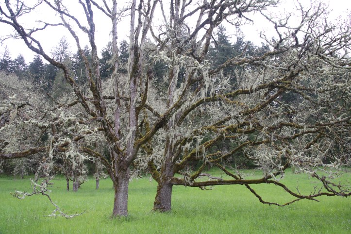 Mt Pisgah Arboretum near Eugene, Oregon | www.carriereedtravels.com