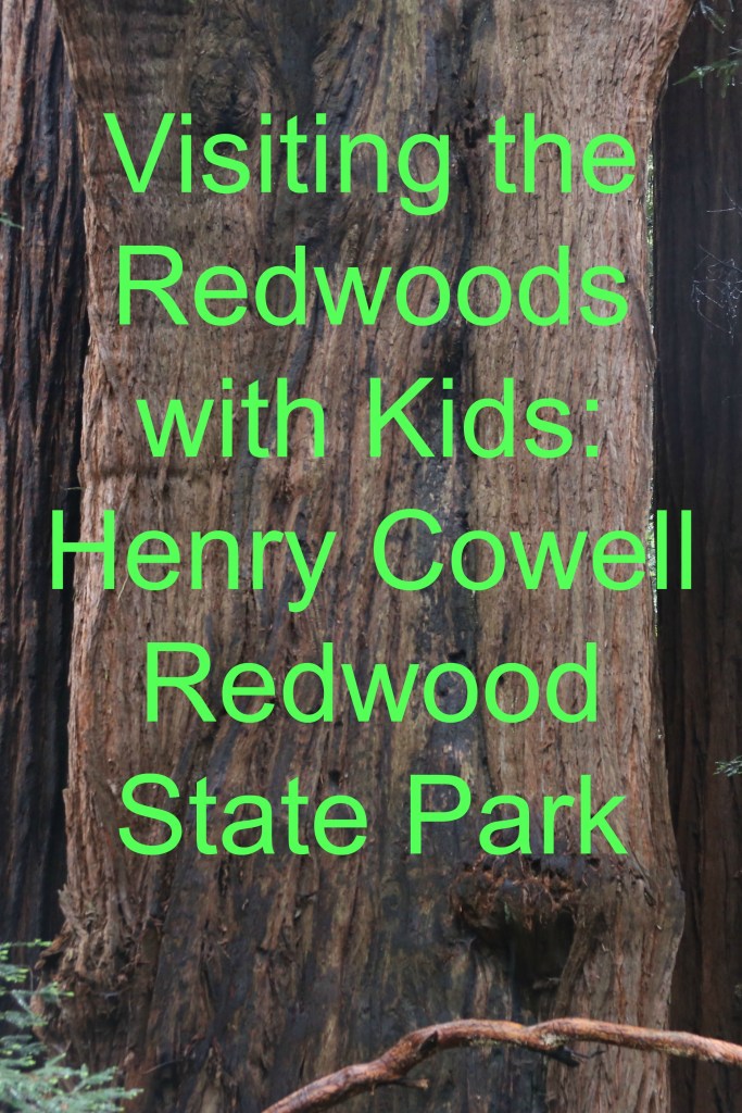 Visiting the Redwoods with Kids: Henry Cowell Redwood State Park | www.carriereedtravels.com