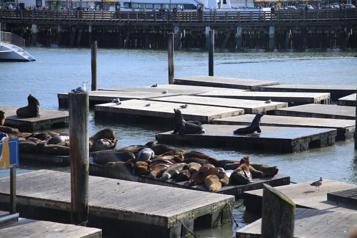 San Francisco in 3 Days with Little Kids | www.carriereedtravels.com