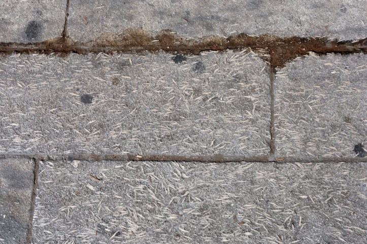 The Citadel in Cairo with Kids: A Guide + History of the Complex | www.carriereedtravels.com