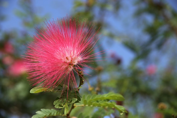 Family Park_Blog - 4