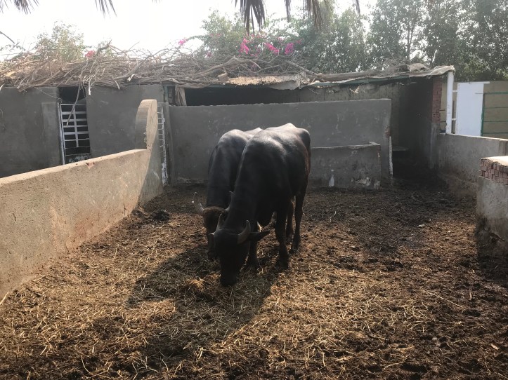 Al Sorat Farm outside Cairo: A Peaceful Oasis | www.carriereedtravels.com