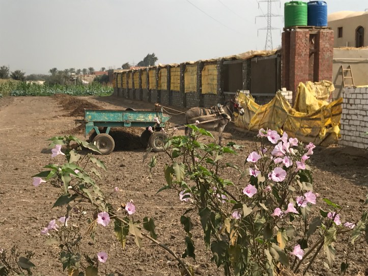 Al Sorat Farm outside Cairo: A Peaceful Oasis | www.carriereedtravels.com