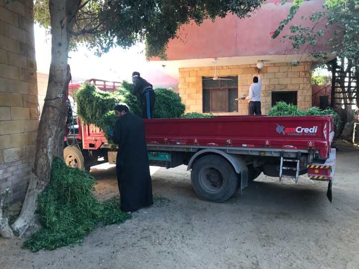 Horseback Riding Near Abusir Pyramids with Kids |www.carriereedtravels.com