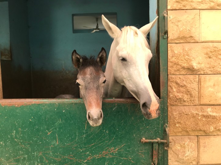 Horseback Riding Near Abusir Pyramids with Kids |www.carriereedtravels.com