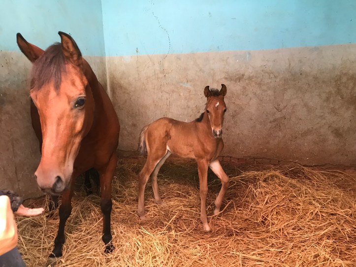 Horseback Riding Near Abusir Pyramids with Kids |www.carriereedtravels.com