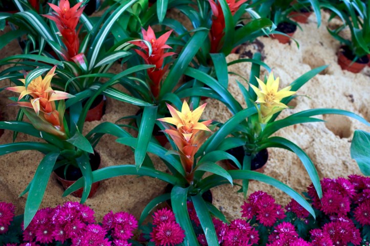 Blog_Orman Garden Show - 16