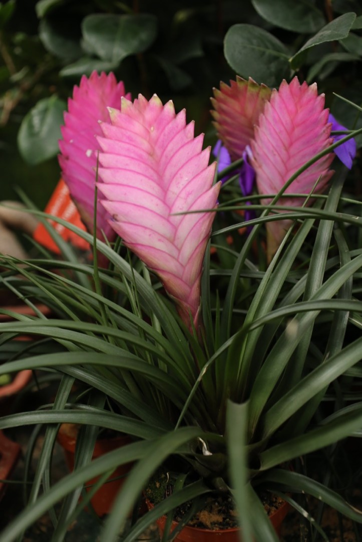 Blog_Orman Garden Show - 17