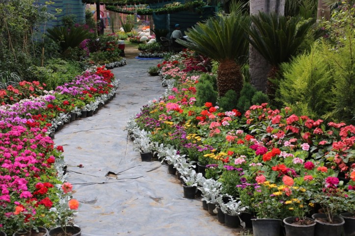 Blog_Orman Garden Show - 20