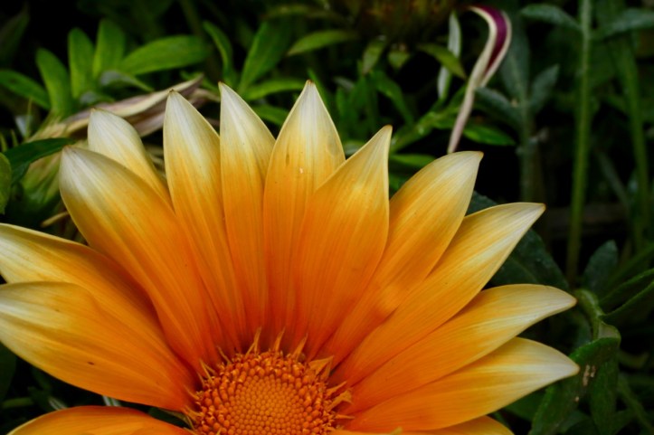 Blog_Orman Garden Show - 21