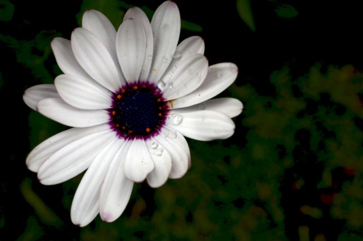 Blog_Orman Garden Show - 5