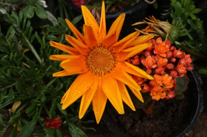 Blog_Orman Garden Show - 6