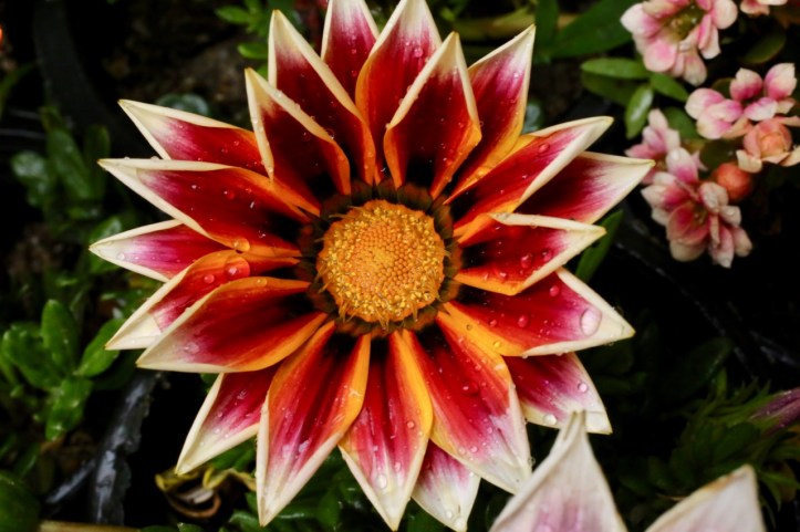 Blog_Orman Garden Show - 7