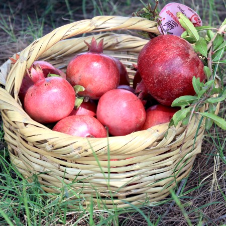 Pomegranate Festival at Sara's Organic Farm, near Cairo, Egypt |www.carriereedtravels.com