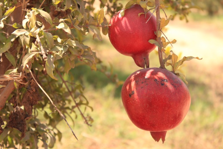 Pomegranate Festival at Sara's Organic Farm, near Cairo, Egypt |www.carriereedtravels.com