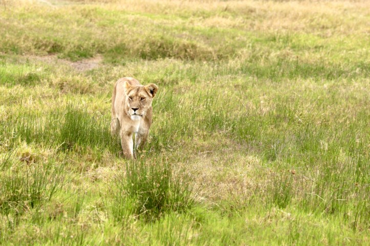 Safari_Blog_Packing - 3