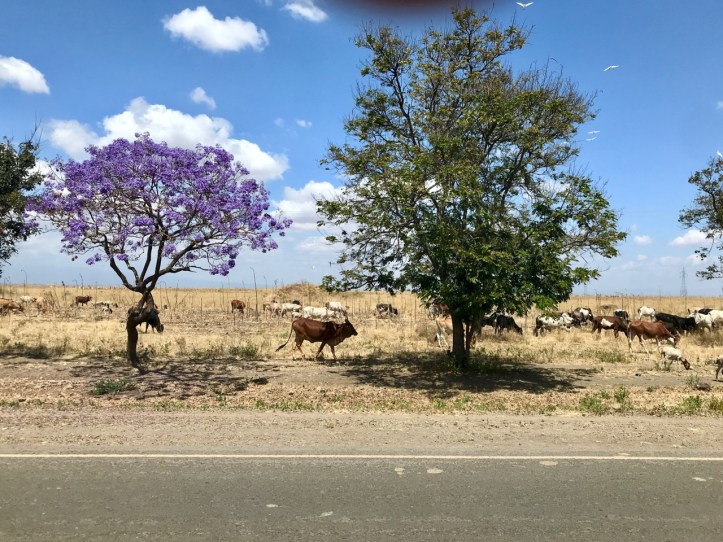 Kids on Safari: Arusha and Rivertrees Country Inn, Tanzania