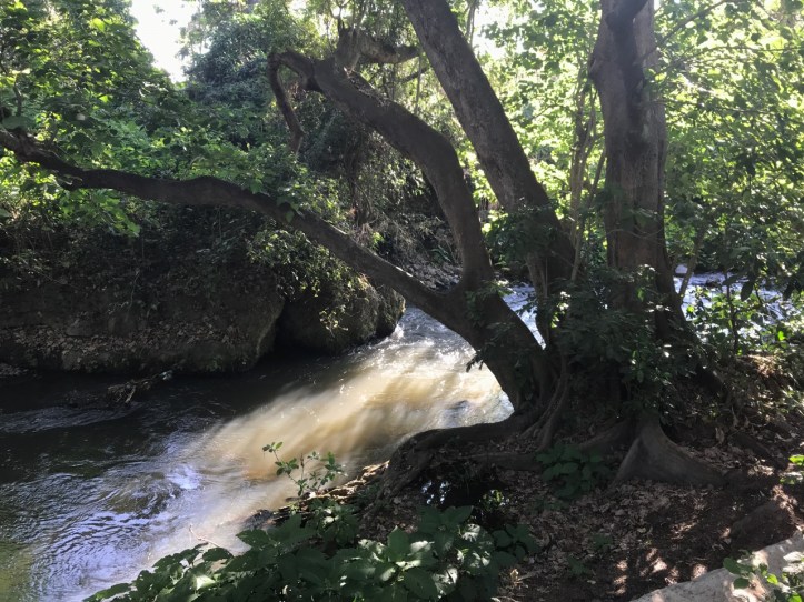 Kids on Safari: Arusha and Rivertrees Country Inn, Tanzania | www.carriereedtravels.com