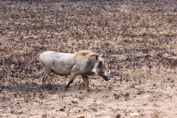 Kids on Safari: 8 Nights in Tanzania, An Overview