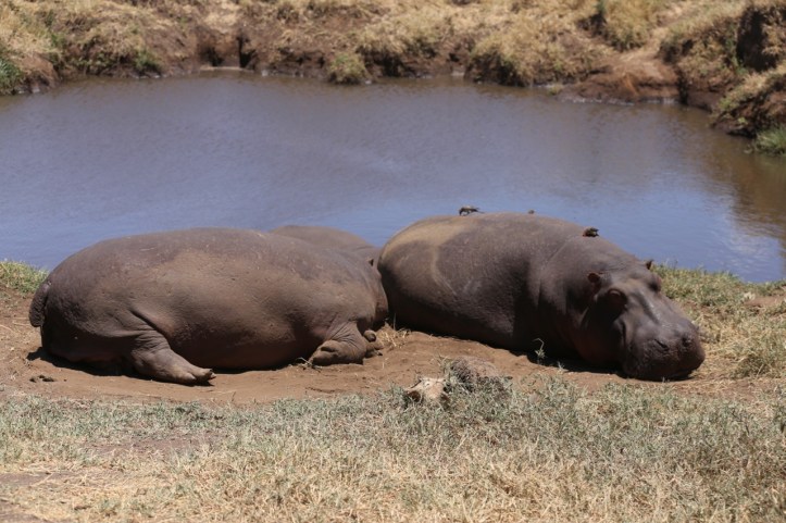 Kids on Safari: 8 Nights in Tanzania, An Overview | www.carriereedtravels.com