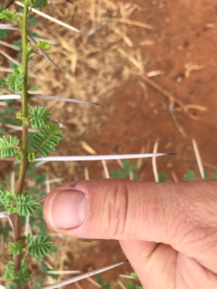 Kids on Safari: 8 Nights in Tanzania, An Overview