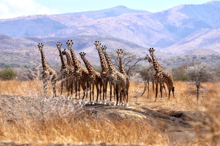 Blog Safari Overview - 3