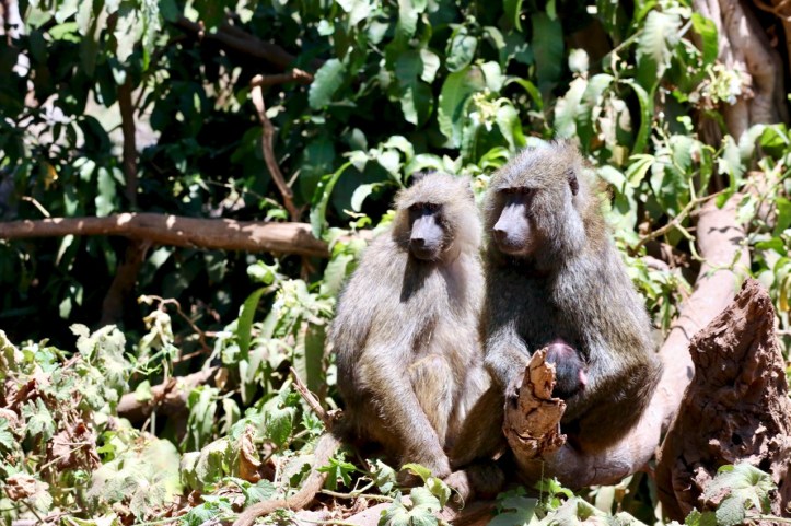 Kids on Safari: 8 Nights in Tanzania, An Overview | www.carriereedtravels.com