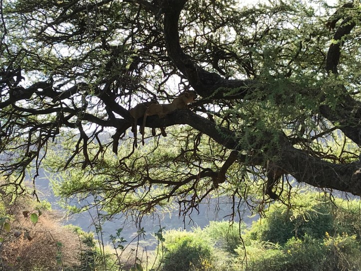 Blog Safari Overview - 6