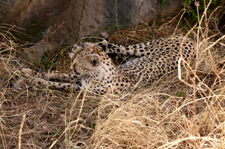 Kids on Safari: 8 Nights in Tanzania, An Overview | www.carriereedtravels.com