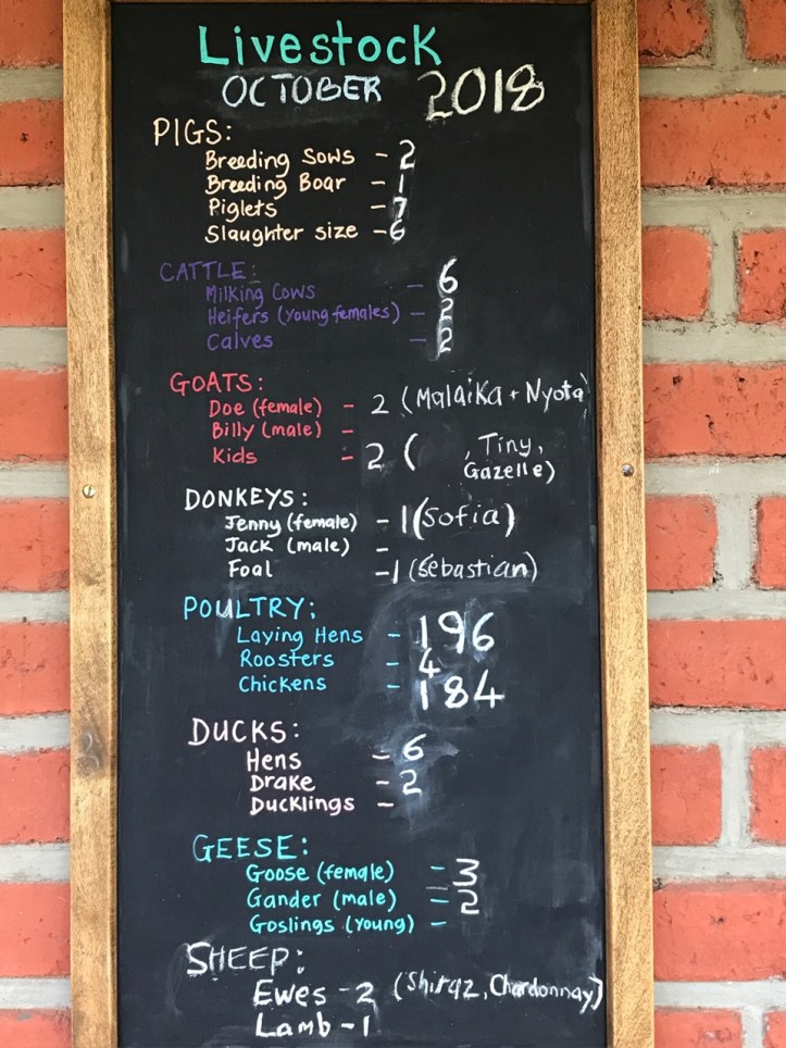 Blog_Gibbs Farm - 16