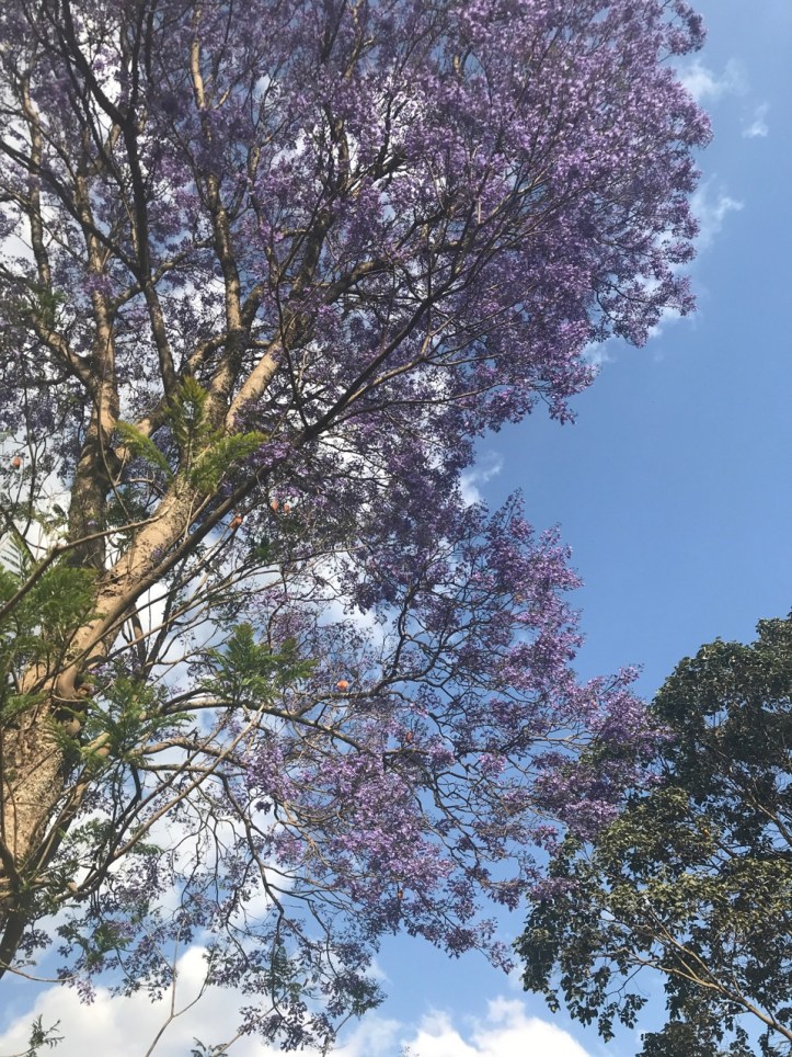 Kids on Safari: Gibb's Farm Hotel Review at Ngorongoro Crater, Tanzania