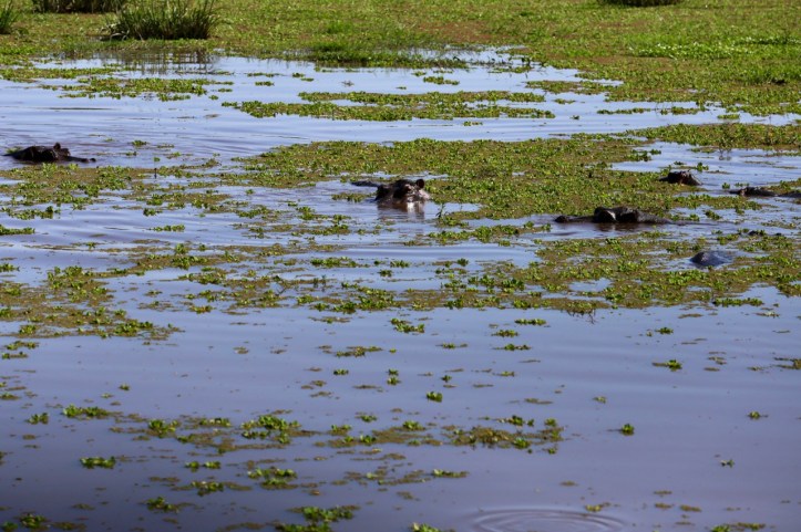 Blog_Lake Manyara - 10