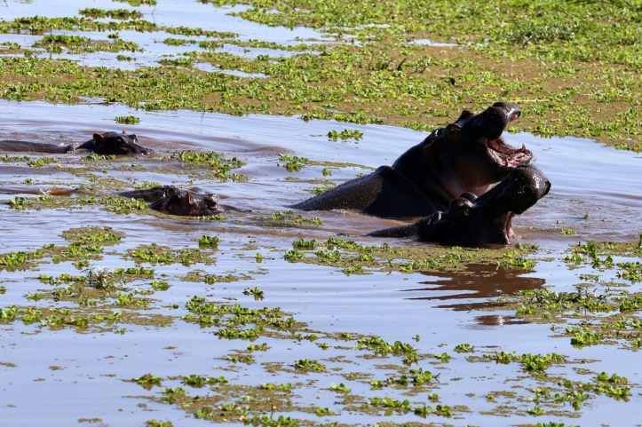 Kids on Safari: Lake Manyara National Park and Kirurumu Manyara Lodge | www.carriereedtravels.com