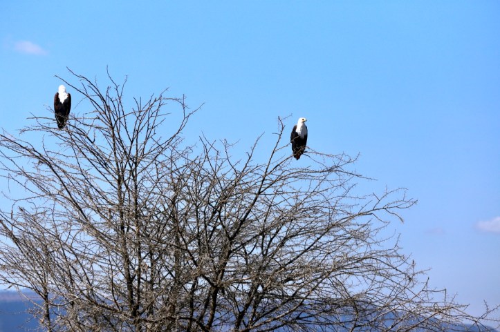 Blog_Lake Manyara - 12