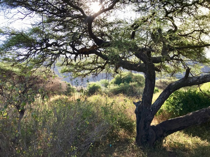 Blog_Lake Manyara - 13