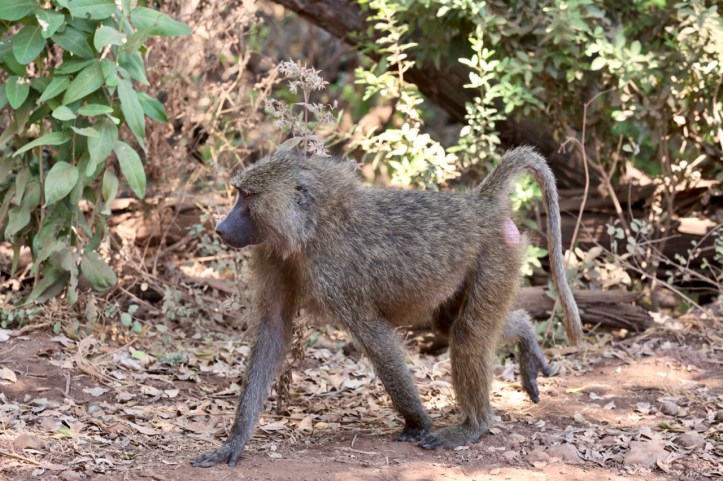 Blog_Lake Manyara - 3