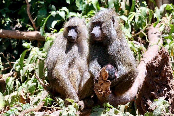 Kids on Safari: Lake Manyara National Park and Kirurumu Manyara Lodge | www.carriereedtravels.com