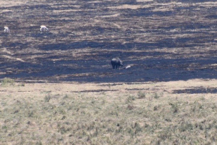 Kids on Safari: Ngorongoro Crater, Tanzania