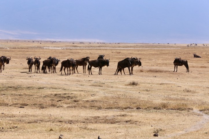 Kids on Safari: Ngorongoro Crater, Tanzania