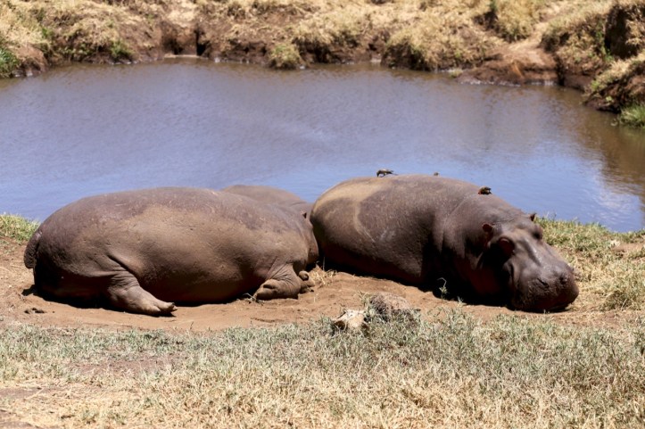 Kids on Safari: Ngorongoro Crater, Tanzania