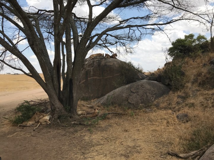Kids on Safari: Serengeti National Park, Tanzania | www.carriereedtravels.com