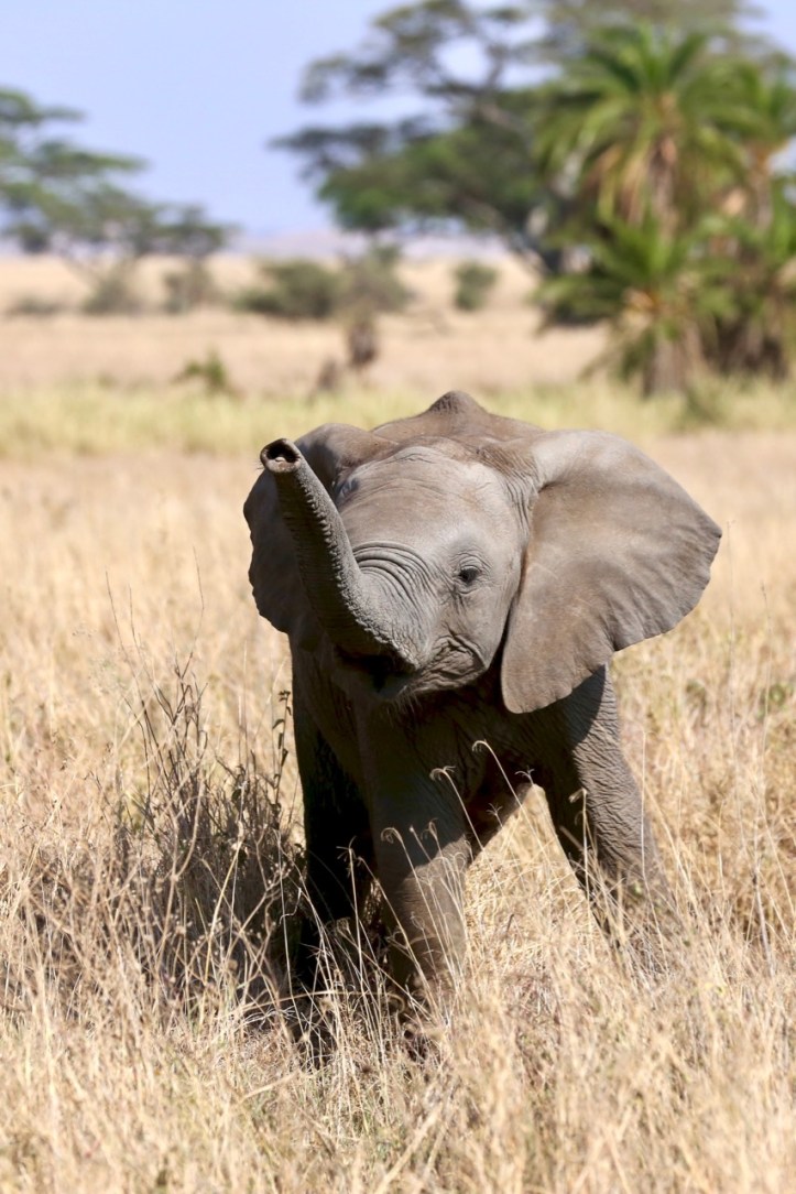 Kids on Safari: Serengeti National Park, Tanzania | www.carriereedtravels.com
