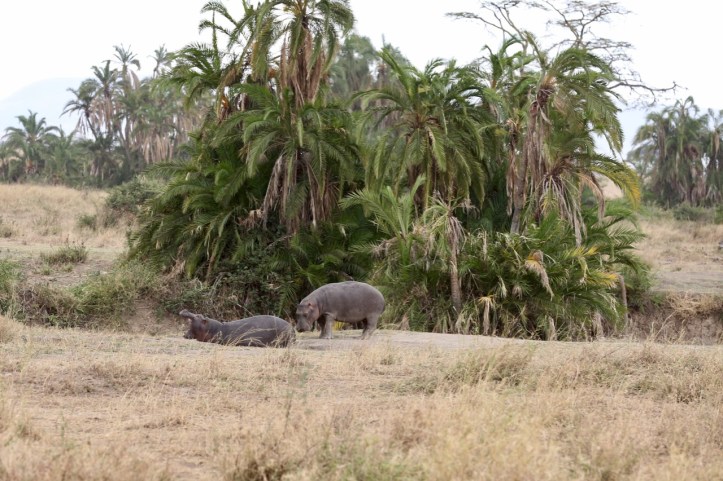 Kids on Safari: Serengeti National Park, Tanzania | www.carriereedtravels.com