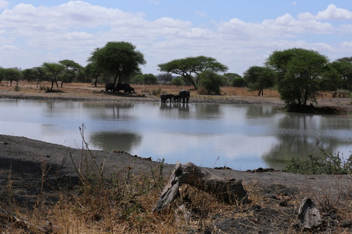 Kids on Safari: Tarangire National Park and Kichuguu Camp, Tanzania | www.carriereedtravels.com