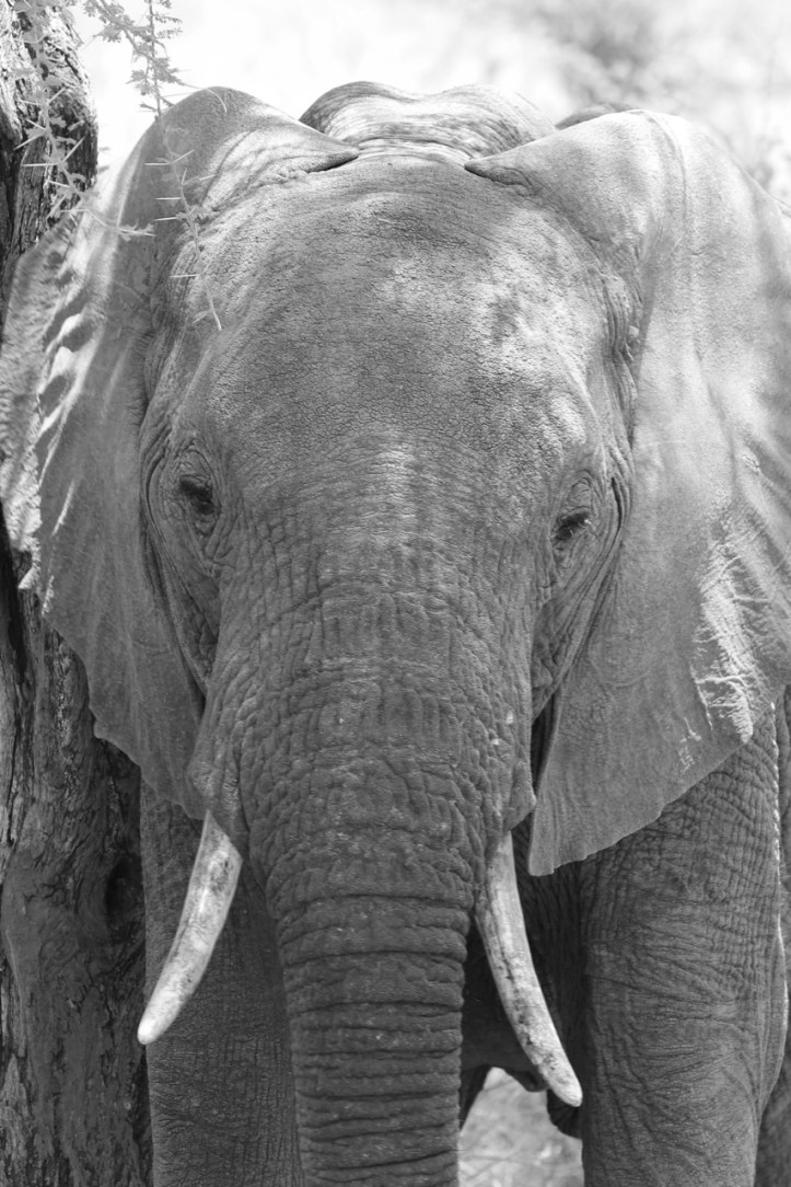 Blog_Tarangire Kichuggu - 13