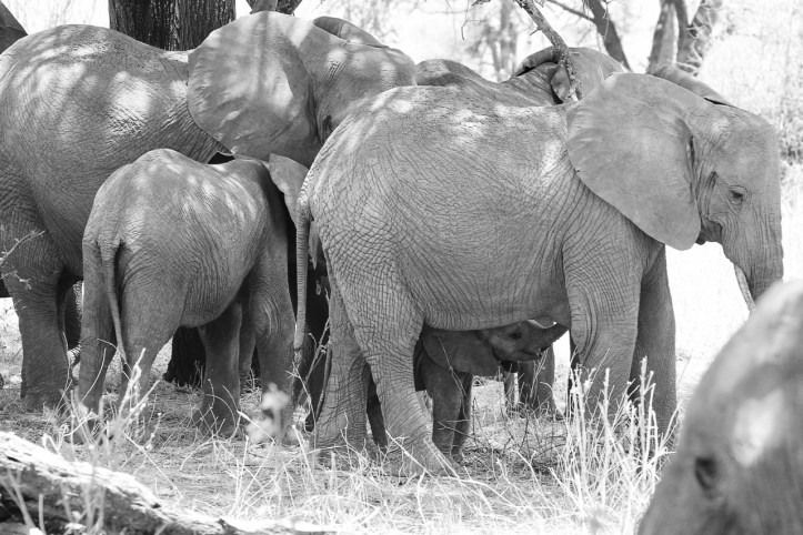 Kids on Safari: Tarangire National Park and Kichuguu Camp, Tanzania | www.carriereedtravels.com
