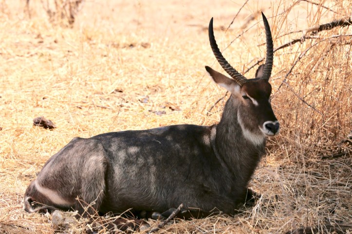 Kids on Safari: Tarangire National Park and Kichuguu Camp, Tanzania | www.carriereedtravels.com