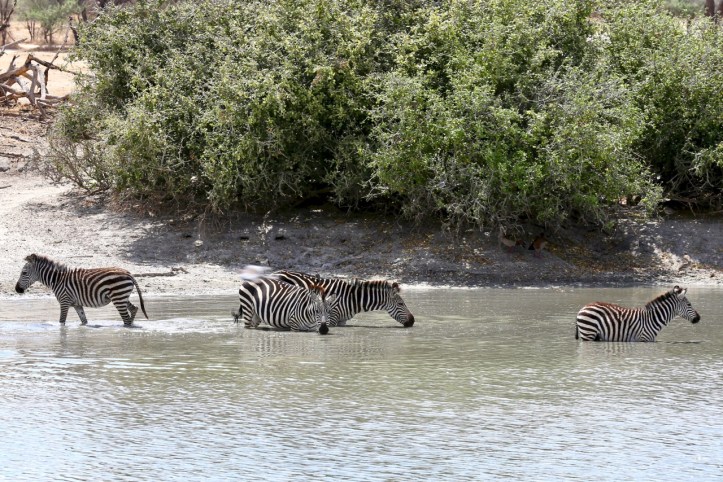 Kids on Safari: Tarangire National Park and Kichuguu Camp, Tanzania | www.carriereedtravels.com